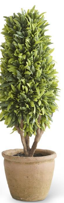 Podocarpus Topiaries in Clay Pots