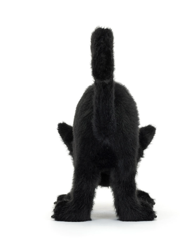 Spookipaws Cat