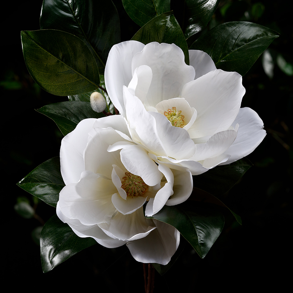 34" Magnolia Spray White