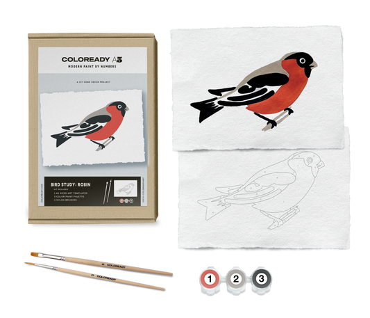 BIRD STUDY : ROBIN