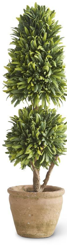 Podocarpus Topiaries in Clay Pots